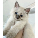 Hermosos Gatos Ragdoll