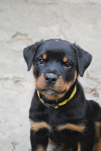 Digno Rottweiler Pedigri Microchip Garantía D Vida 5