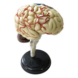 Anatomia Do Cérebro Humano Modelo Anatomico P/estudo Usado