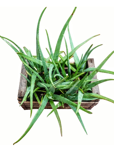 Promo Cajón 10 Aloe Vera Barbadensis - Sin Agroquímicos -m12