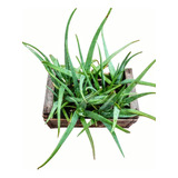 Promo Cajón 10 Aloe Vera Barbadensis - Sin Agroquímicos -m12
