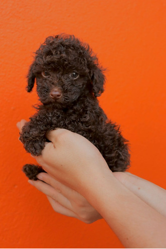 Cachorros French Poodle Caniche Chocolate Marron Intenso 