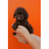 Cachorros French Poodle Caniche Chocolate Marron Intenso 