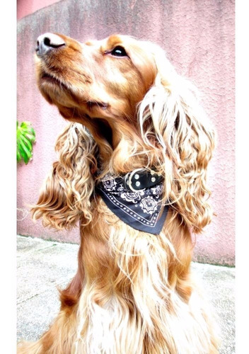 Collar Con Bandana / Pañuelo Perro Mascota Muy Canchero!