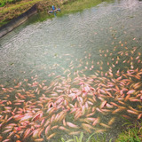 Larva, Alevinos Y Dedinos De Tilapia Roja 