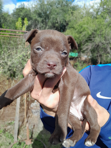 Pitbull Cachorros