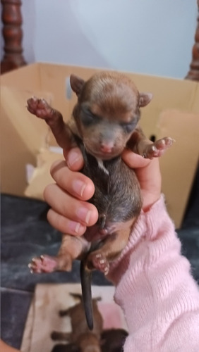 Cachorros Cruza, Yorki Con Chihuahua Machitos