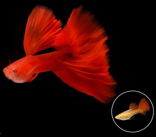 Guppy Full Red High Dorsal  Trio Linhagem