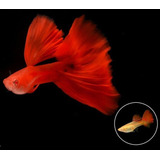 Guppy Full Red High Dorsal  Trio Linhagem