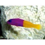 Peixe Marinho Pseudochromis Bicolor Dottyback