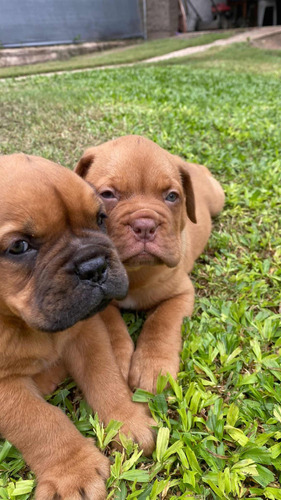 Cachorros (dodos De Burdeo ), 38 Días