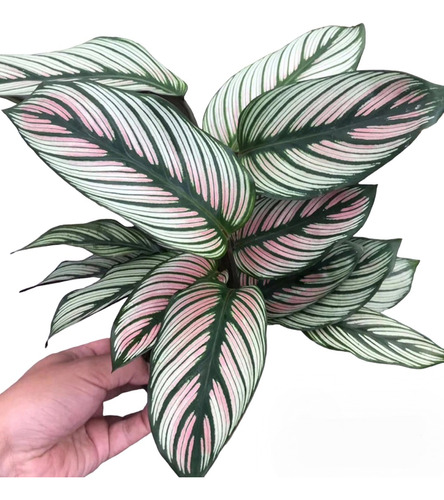 Calathea Mil Rayas + ( Fertilizante De Regalo)