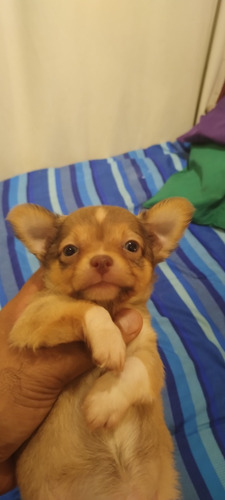 Chihuahua Macho