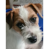 Jack Russell Terrier Broken Incritos Consultar Disponibilida