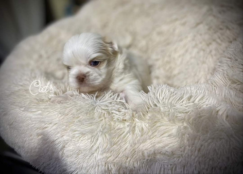 Cachorro Shih Tzu Autentico