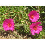Portulaca Flor De Seda Grandiflora Planta Nativa X 5