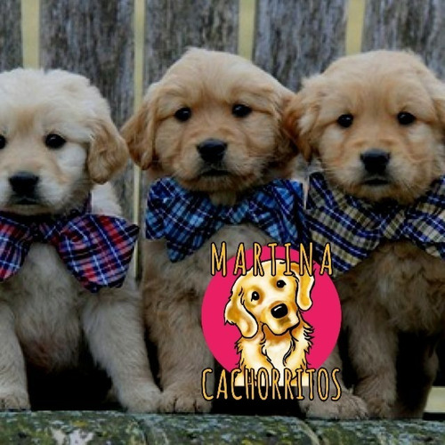 Martina Cachorritos Golden Retriever 100% Sanos Y Puros