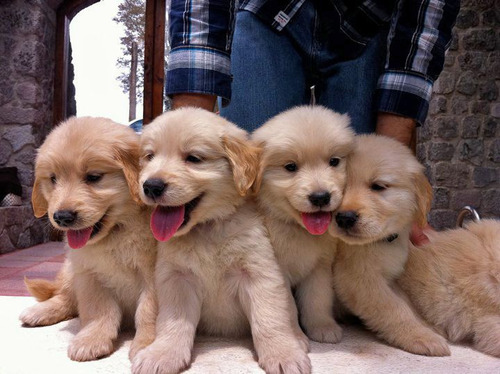 Camada De Cachorros Golden Retriever Vacunados Lindos