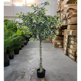 Ficus Variegata Artificial Árvore Realista Planta Com 1.70m