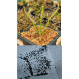 Semillas Drosera Capensis Alba (+50) - Planta Carnívora