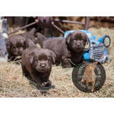 Cachorros Labrador Chocolate Puros, Criados Con Sus Padres-