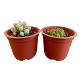 Pack De Cactus: Matucana Polzii Y Mammillaria Gracilis