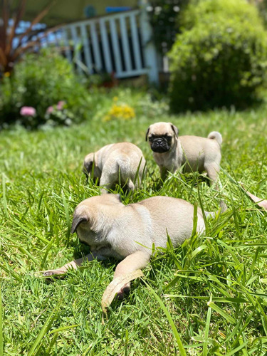 Pug Listos Para Entrega. Machos Negros