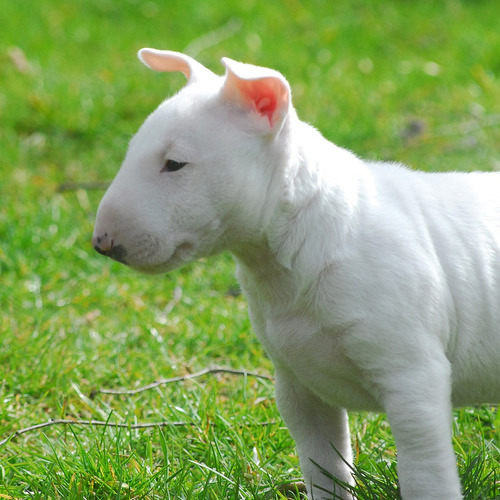  Bull Terrier Disponível Filhote