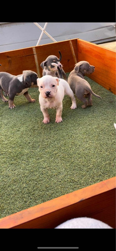 Cachorro American Bully Listo Para Entrega 