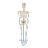 Esqueleto Humano Para Estudiar Articulaciones Movibles