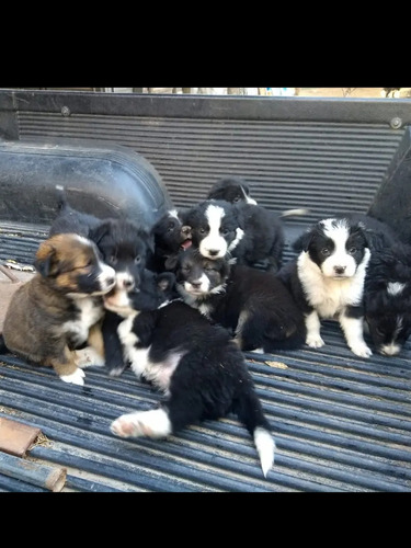 Cachorros Border Collie