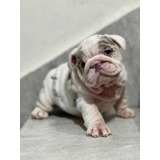 Cachorro Bulldog Inglés