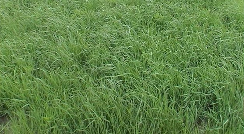 Semillas Para Pastura Raigras Perenne Y Festuca X 20 Kg