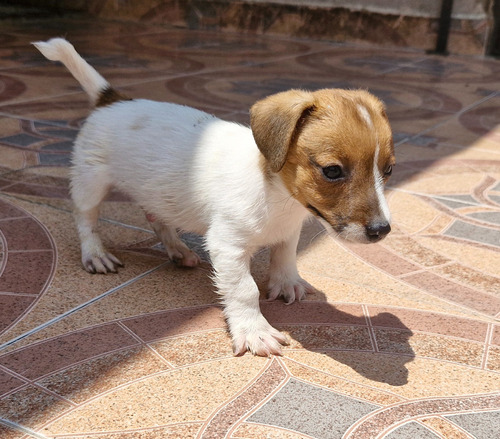 Jack Russell Terrier 