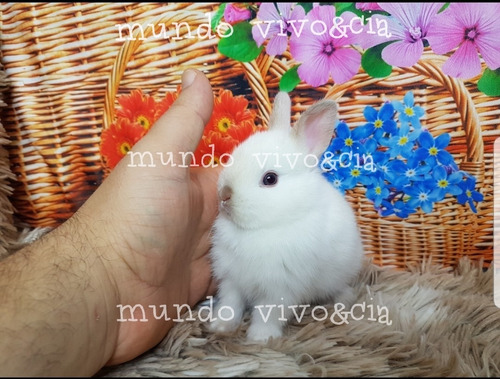 Mini Coelho Brincalhão 