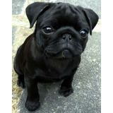 Cachorro Pug Carlino Negro 27