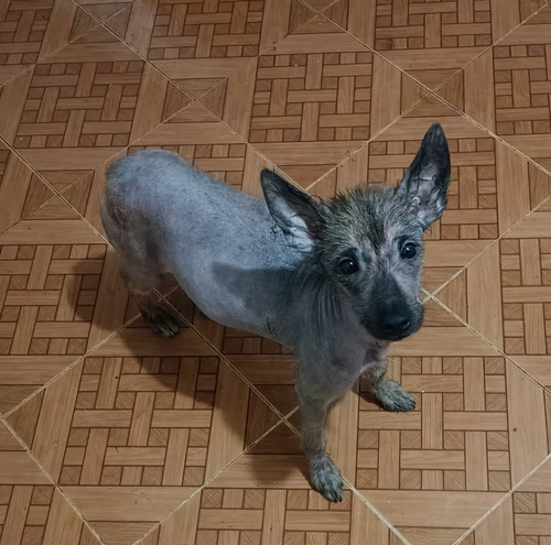 Xoloitzcuintle Hembra 5 Meses