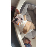 Cachorro Bulldog Ingles 07