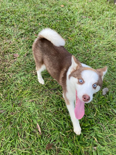 Cachorrita Pomsky Hembra Manto Rojo Disponible Medellín Cali