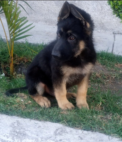 Cachorros Pastor Aleman