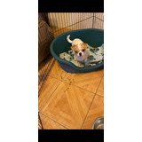  Chihuahuas Machos Inscritos En Kennel Club