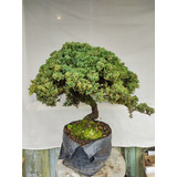 Árbol Junipero Procumbens Para Bonsai