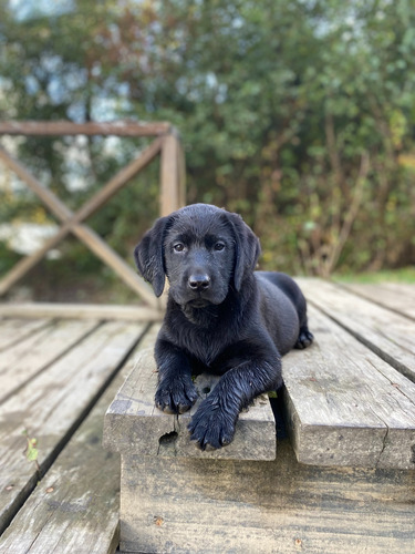 Cachorra Labrador Negro De 2 Meses