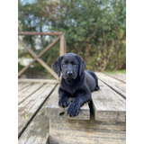 Cachorra Labrador Negro De 2 Meses