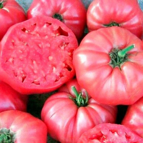 500 Semillas De Tomate Rosado Chileno Variedad Antigua