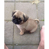 Cachorro Pug Carlino 0020