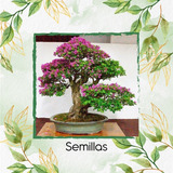 25 Semillas De Bonsaí Tabebuia Rosea