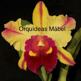 Cattleyas Orquídeas