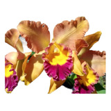 1 Muda De Orquídea  Nobiles Adventure   Saudável Promoção !!