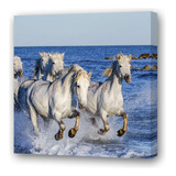 Cuadro 20x20cm Caballo Blanco Manada Galope Mar